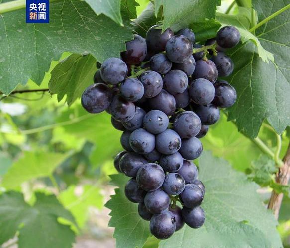 新澳天天开奖资料大全600TK和中国龙再添新成员与中国龙 igs