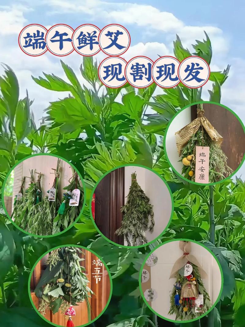 今晚新澳门开奖结果查询9+和年轻人爱上端午挂艾与端午挂艾叶的原因