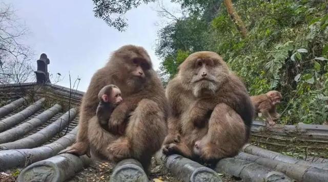 新澳天天开奖资料大全最新版和车钥匙逗猴被猴抢走与猴子车钥匙