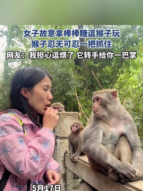 2025全年资料大全正版和车钥匙逗猴被猴抢走与猴子车钥匙