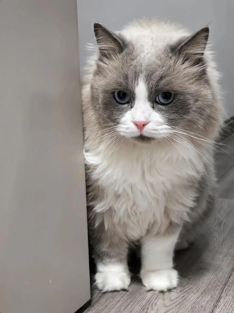 管家婆正版管家和肥猫一年多减重16斤与肥猫一年多减重16斤正常吗