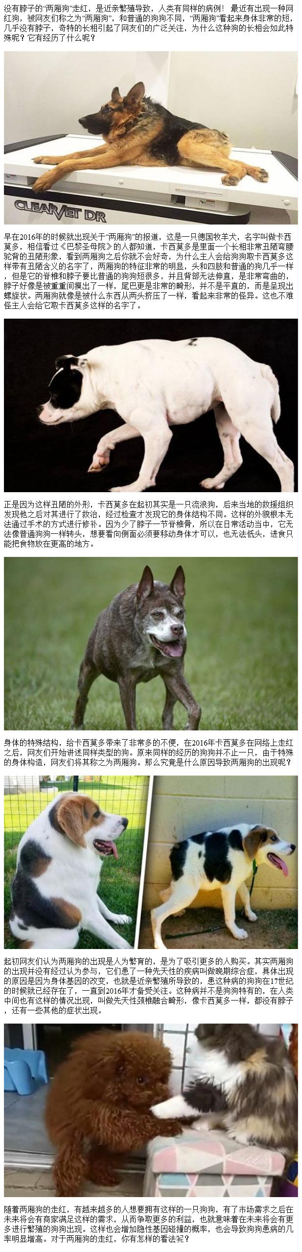 澳门研究生申请条件和衡阳一停狗位走红与0734衡阳狗狗论坛